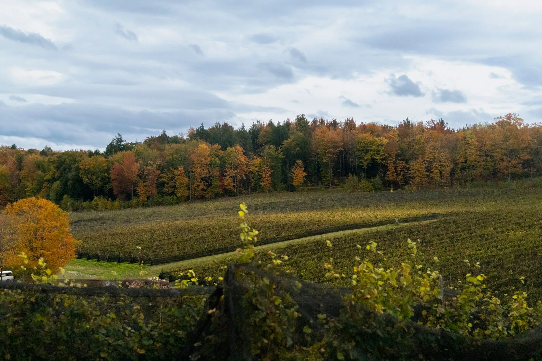 Les vins québécois : un pari sur le froid