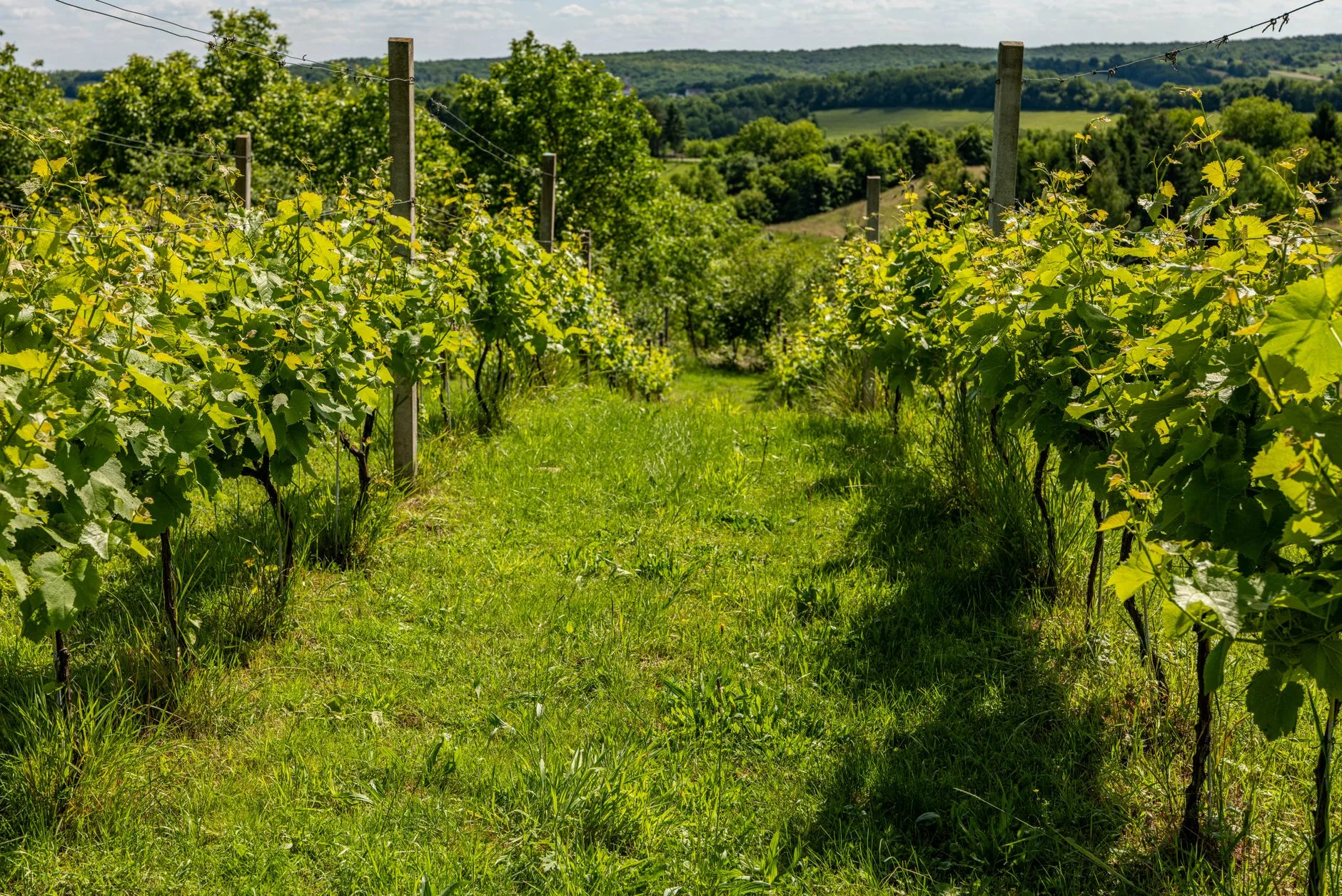 Jour 4 : la route des vins de Brome-Missisquoi