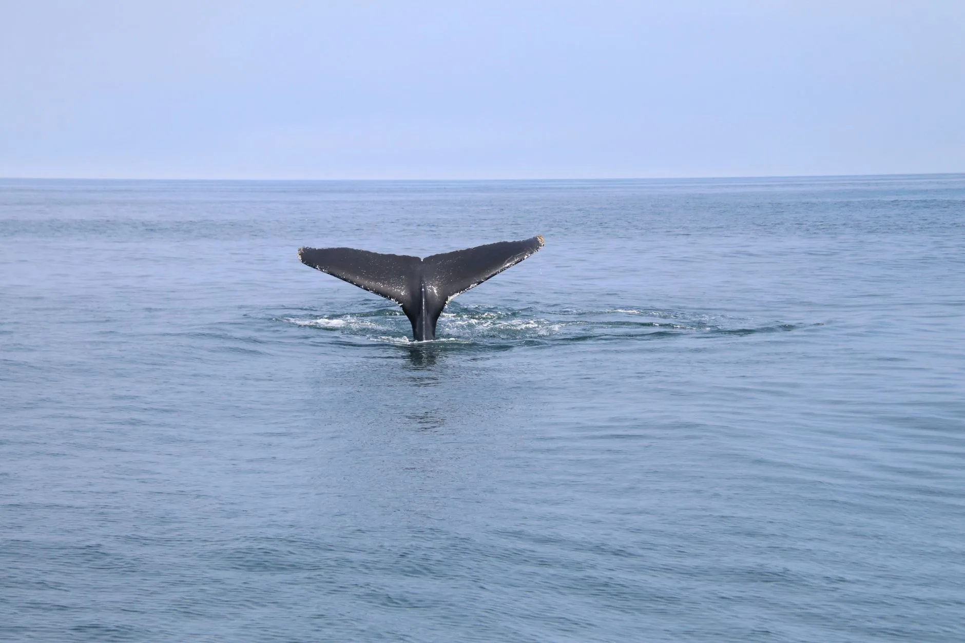 Observer les baleines depuis la côte