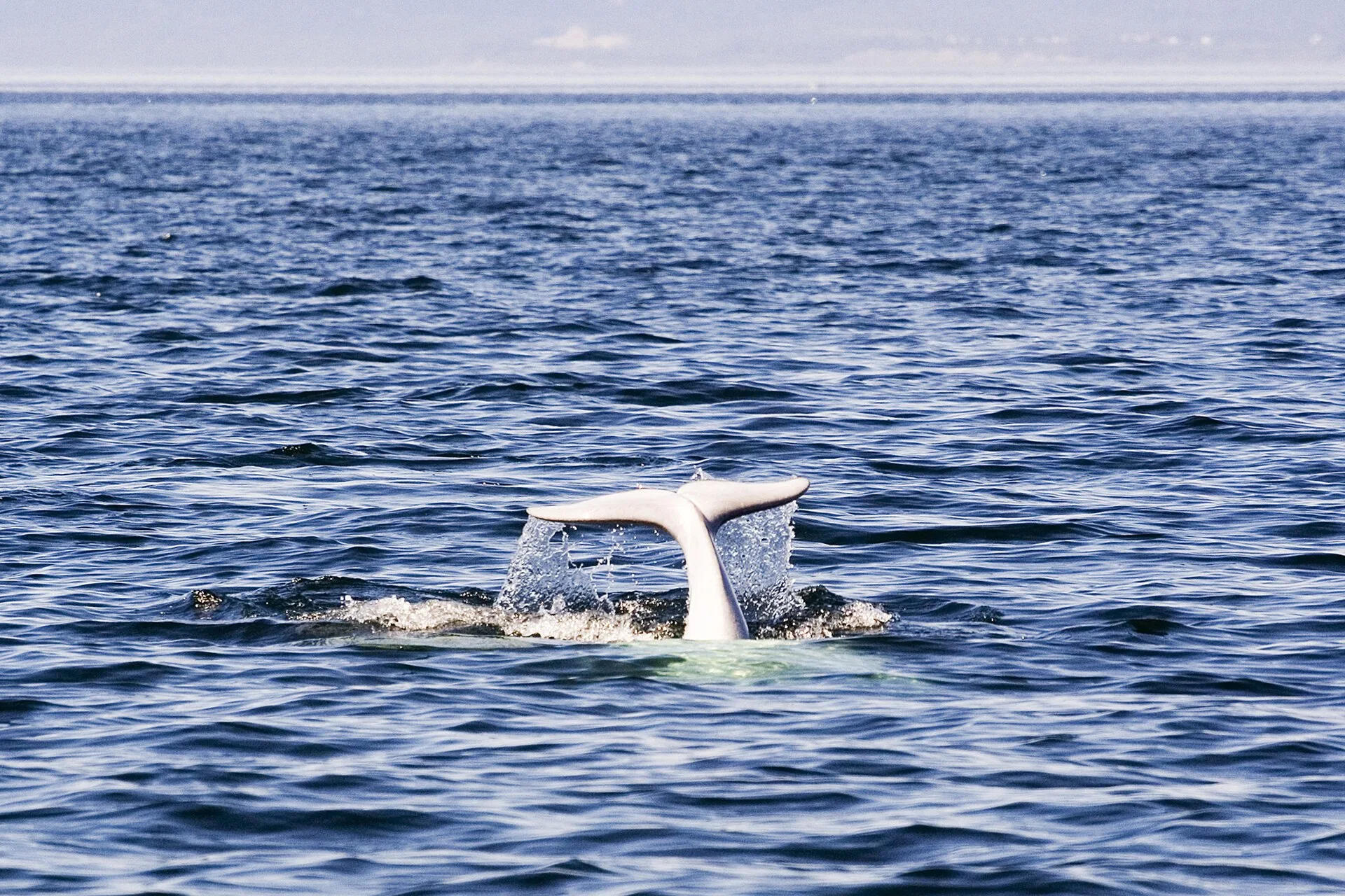Queue de baleine émergeant de l'eau à Tadoussac, au Québec