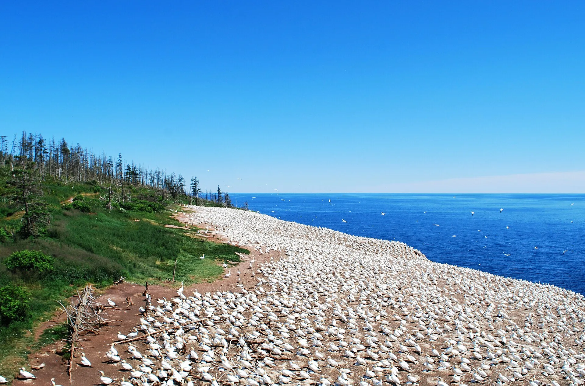 L'île Bonaventure et ses oiseaux